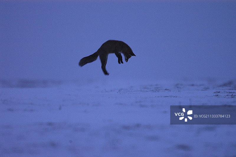 黄昏时分在雪地里猛扑的红狐图片素材