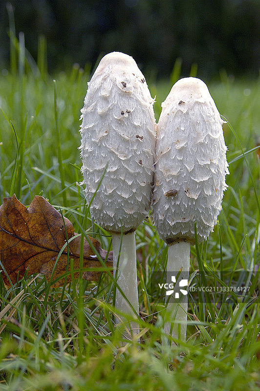 草地上的鬼伞图片素材