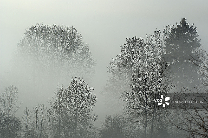 杜省高地雾中的森林图片素材
