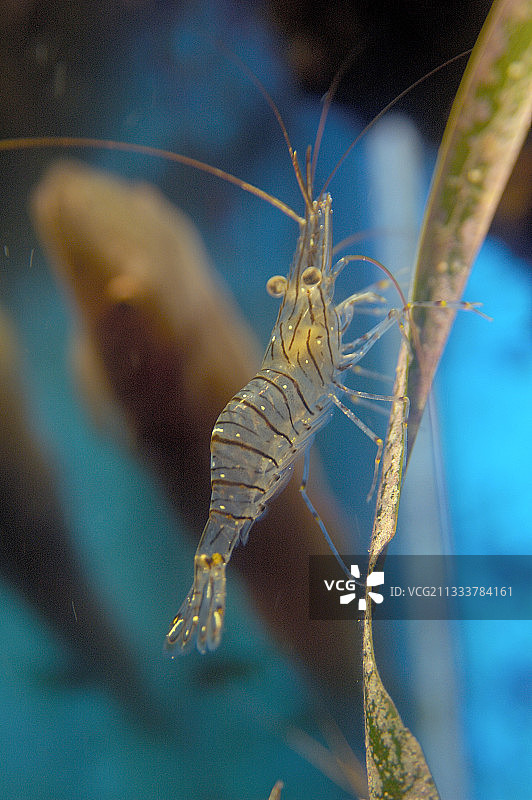 摩纳哥海洋博物馆的普通对虾图片素材