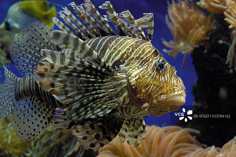 摩纳哥海洋博物馆的红色狮子鱼图片素材