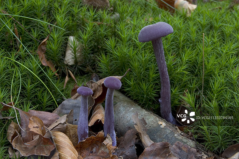 法国英国森林中的紫色蘑菇图片素材