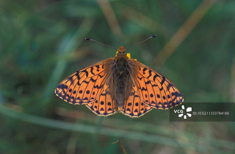 阿尔卑斯山脉蒲公英上的贝母图片素材