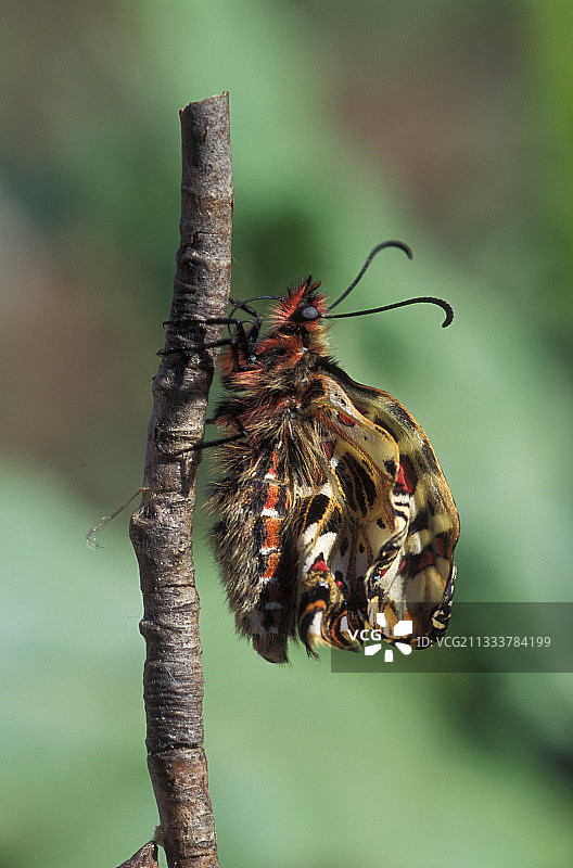 希腊新生南彩带凤蝶图片素材