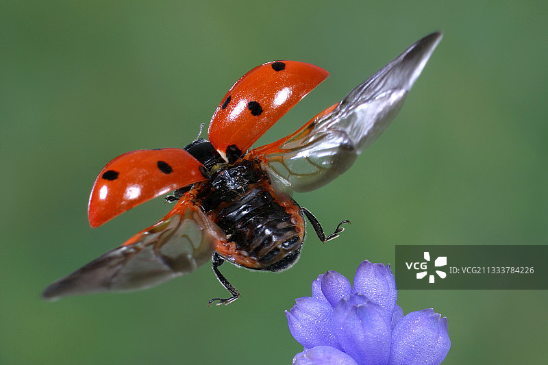 七星瓢虫飞行特写，法国图片素材