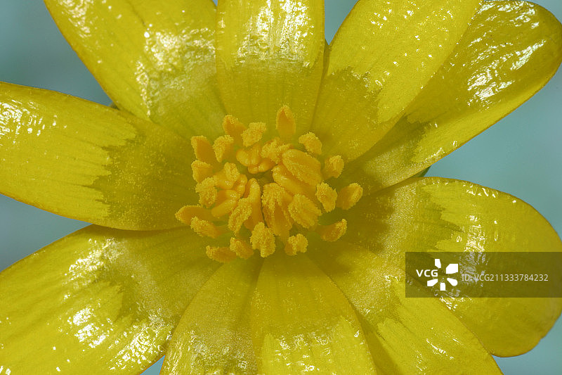 法国无花果毛茛图片素材