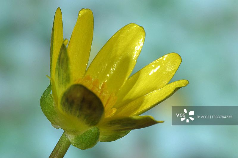 法国无花果毛茛图片素材