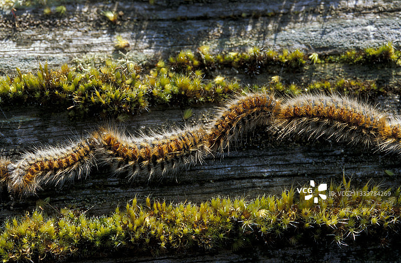 松毛虫：在法国新阿基坦吉伦特 Landes de Gascogne 地区自然公园的松树林中，毛虫首尾相接图片素材