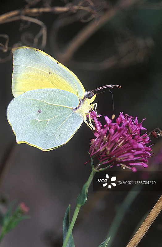 克娄巴特拉在法国红色缬草上采集花蜜图片素材