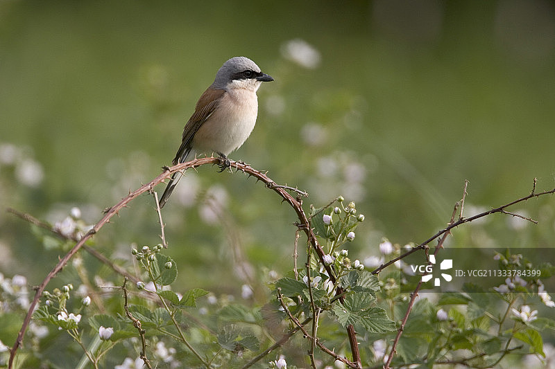 站在阿尔萨斯朗西埃树枝上的雄性灰伯劳图片素材