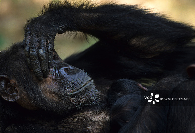 坦桑尼亚贡贝国家公园的新生东部普通黑猩猩图片素材