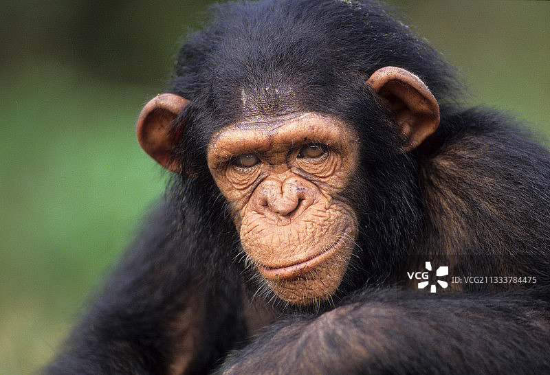 坦桑尼亚贡贝国家公园的东部普通黑猩猩图片素材