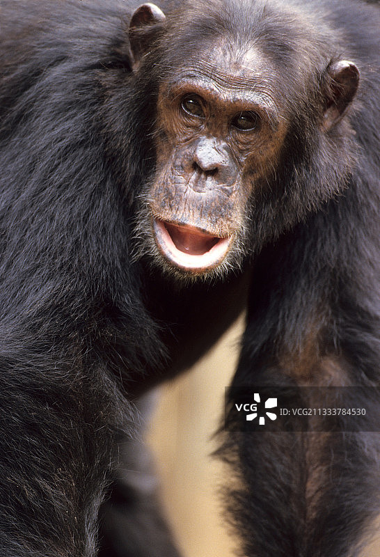 坦桑尼亚贡贝国家公园的东部普通黑猩猩图片素材