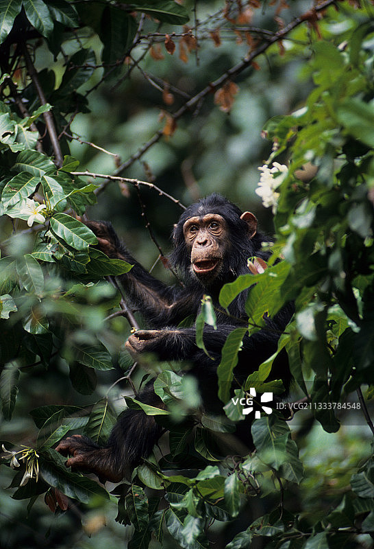 坦桑尼亚贡贝国家公园的东部普通黑猩猩图片素材
