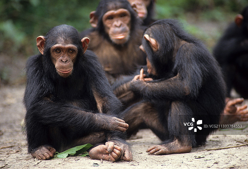 刚果的幼年东部黑猩猩图片素材