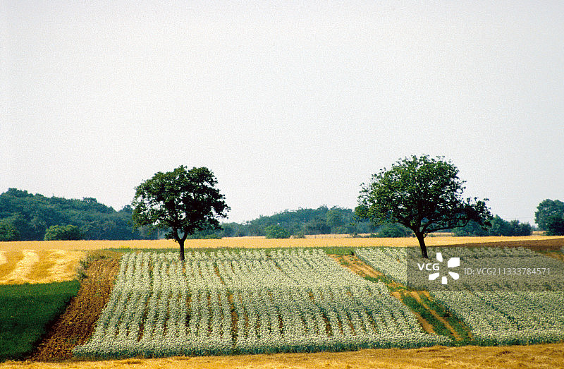 法国普罗旺斯农业景观的对称图片素材