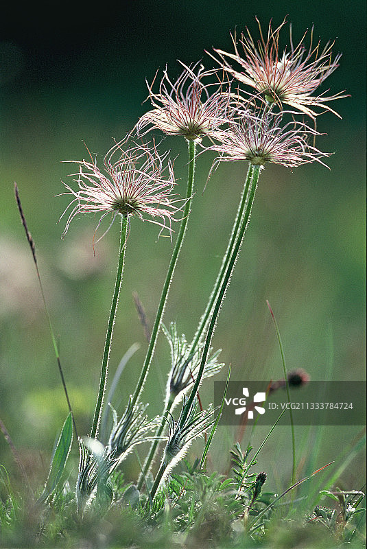 石灰质地面上的下孚日山丘Goeftberg图片素材