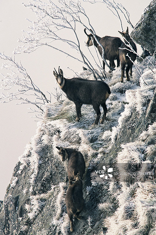 沃日山Honeck山冬季的羚羊和年轻人图片素材