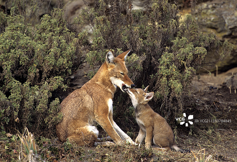 乞求反刍的年轻狒狒图片素材