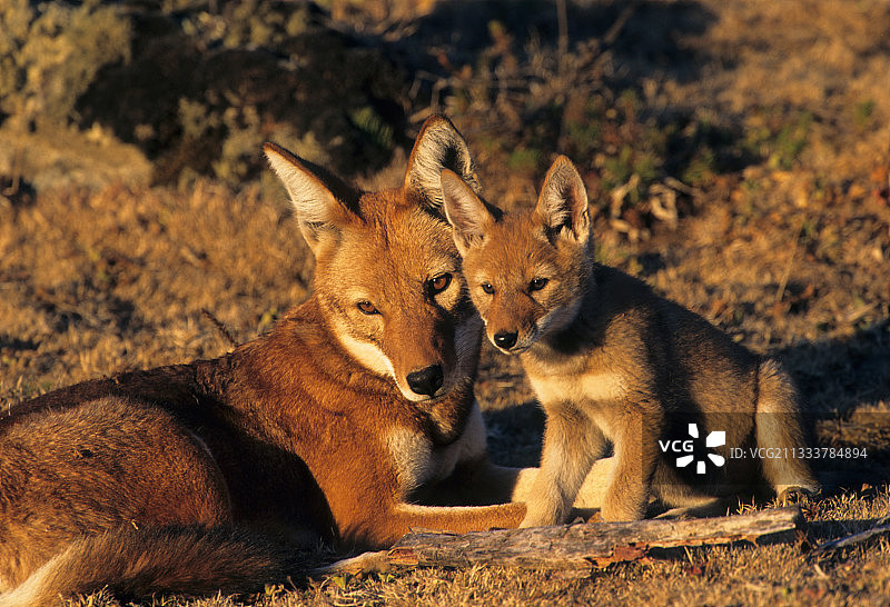 女人和幼年 সিমিয়ান chacal Bale NP 埃塞俄比亚图片素材