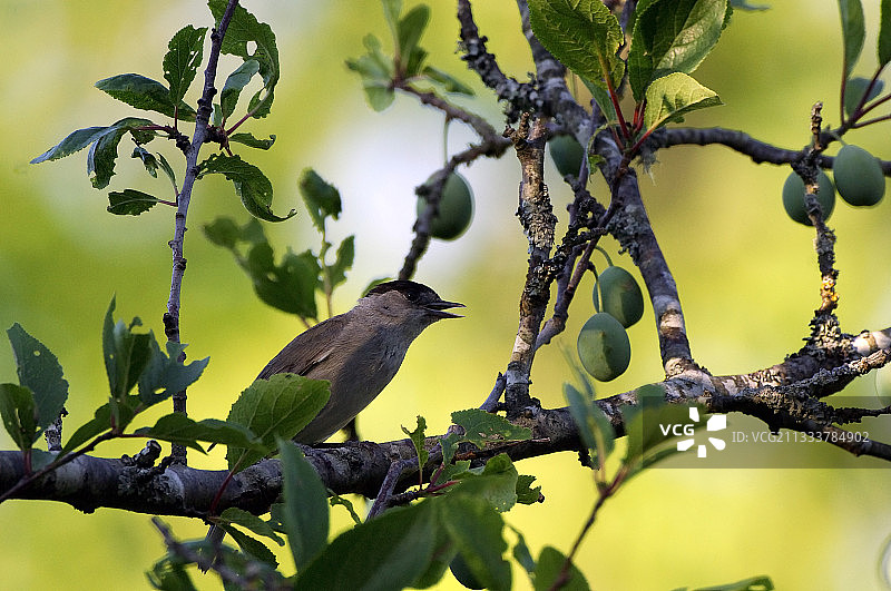 勃艮第苦杏仁中的黑顶莺图片素材