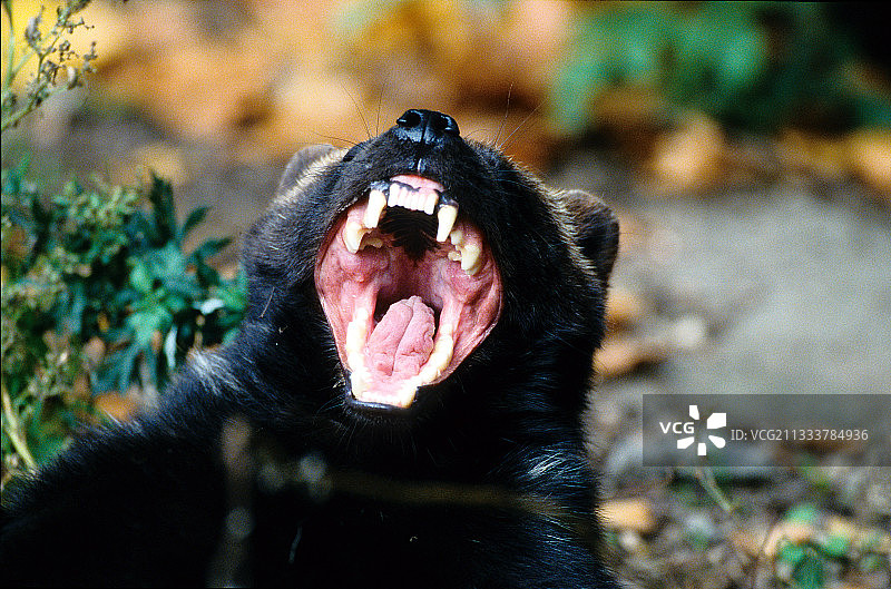 瑞典狼獾的下颚图片素材