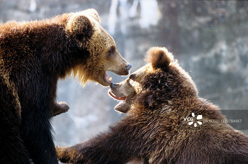 瑞典动物园里玩耍的棕熊图片素材