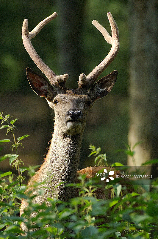 布蒂桑森林里的年轻雄鹿肖像图片素材