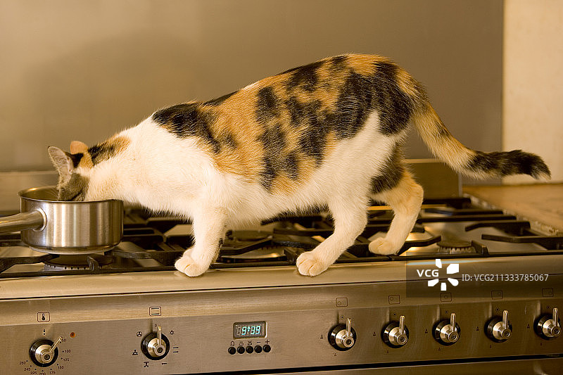 在法国，小巷猫在平底锅里喝牛奶图片素材