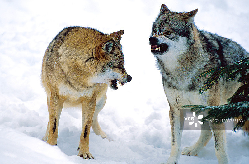 两只狼之间的威吓场景图片素材