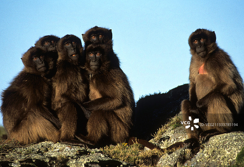 埃塞俄比亚幼年狮尾狒狒图片素材