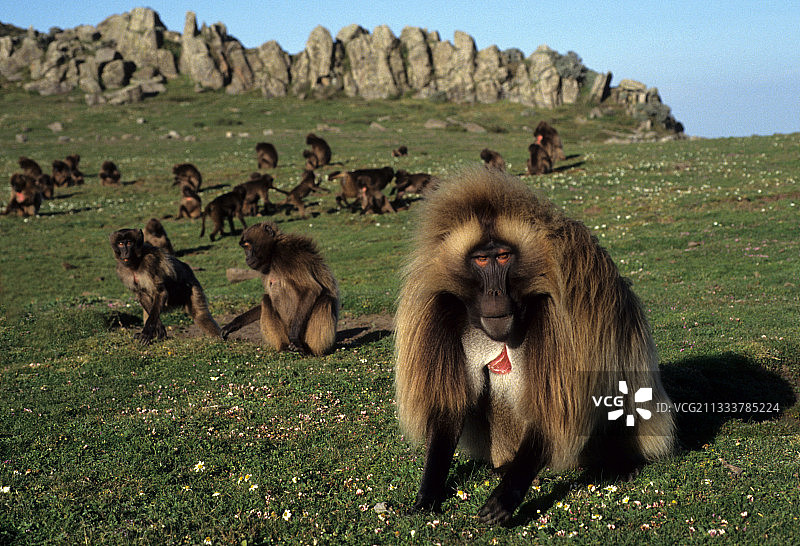 正在进食的优势雄性凝胶狒狒，埃塞俄比亚图片素材