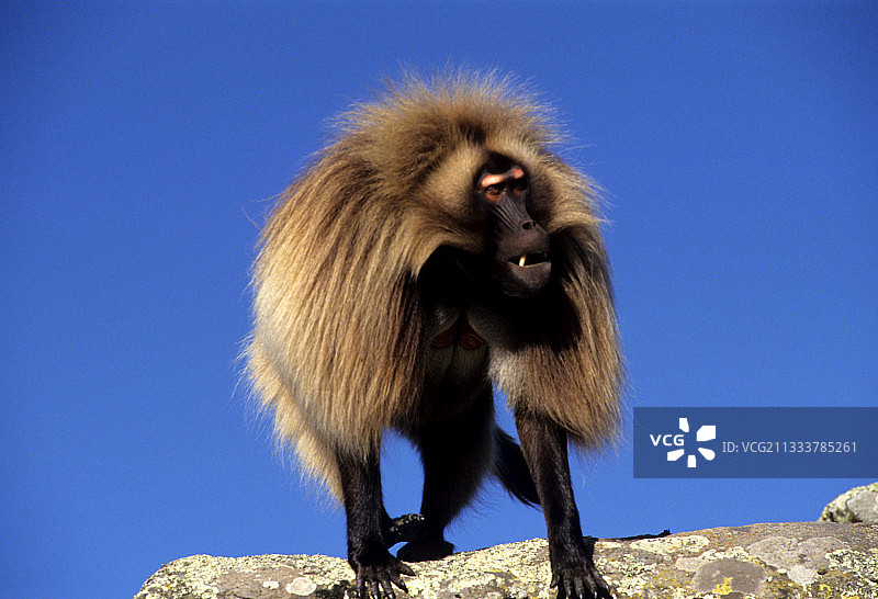 占主导地位的雄性狮尾狒，埃塞俄比亚图片素材