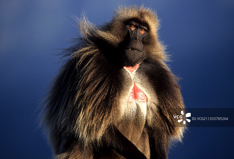 占主导地位的雄性狮尾狒，埃塞俄比亚图片素材