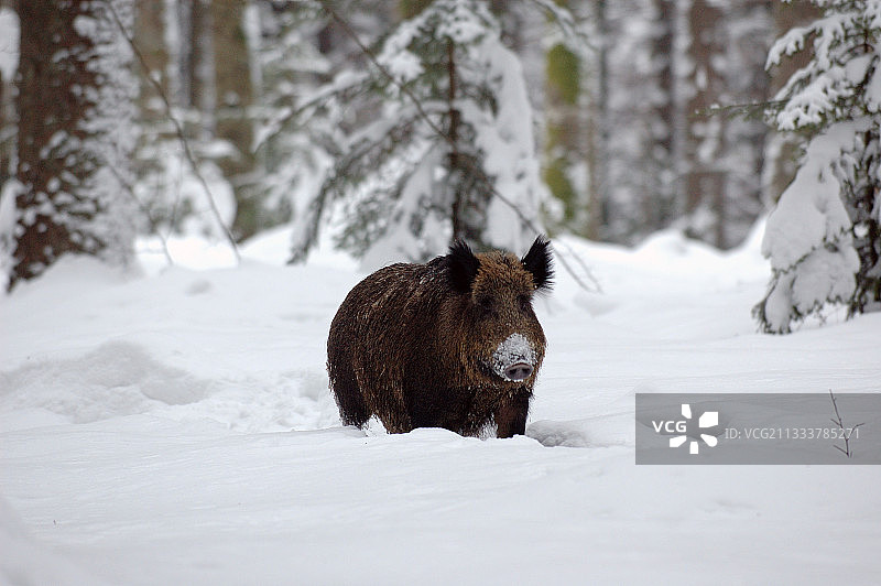 巴伐利亚森林国家公园雪地里的野猪图片素材