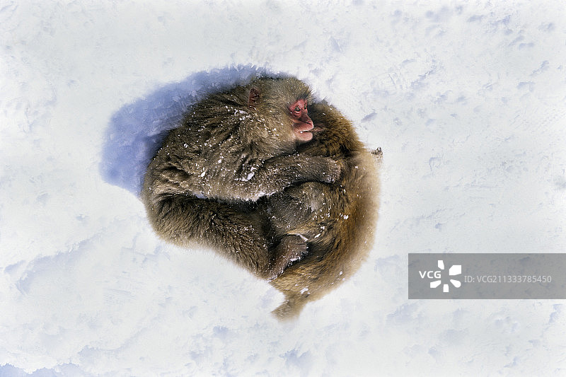 正在睡觉的日本猕猴，本州岛，日本图片素材