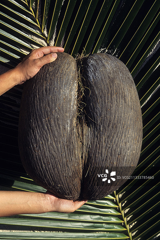 植物界最大的种子：塞舌尔群岛的珍稀海椰子图片素材
