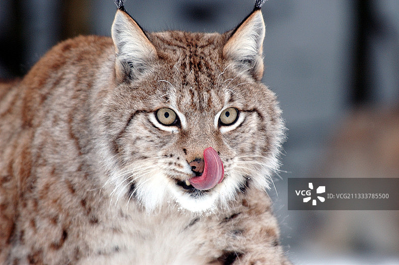 幼年北方猞猁舔舐嘴唇，奥萨地区图片素材