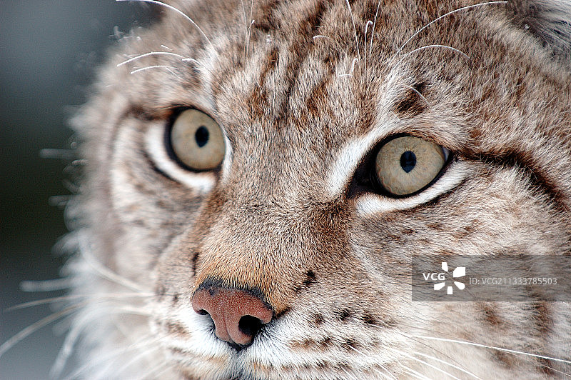 瑞典奥萨地区年轻的北方猞猁一瞥图片素材