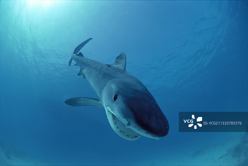 红海中具有攻击行为的老虎鲨图片素材