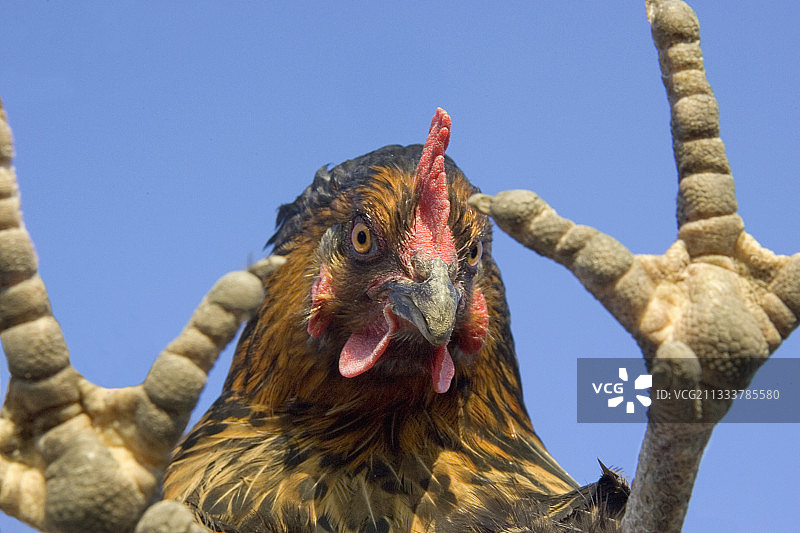 家禽可能感染甲型H5N1型禽流感图片素材