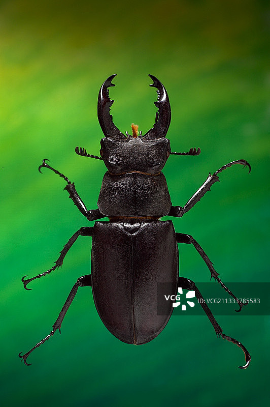 欧洲最大的鞘翅目昆虫图片素材