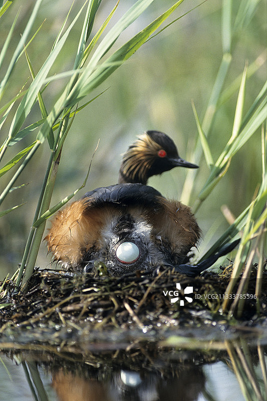 鸟蛋：黑颈grebe鸟蛋的形状特征图片素材