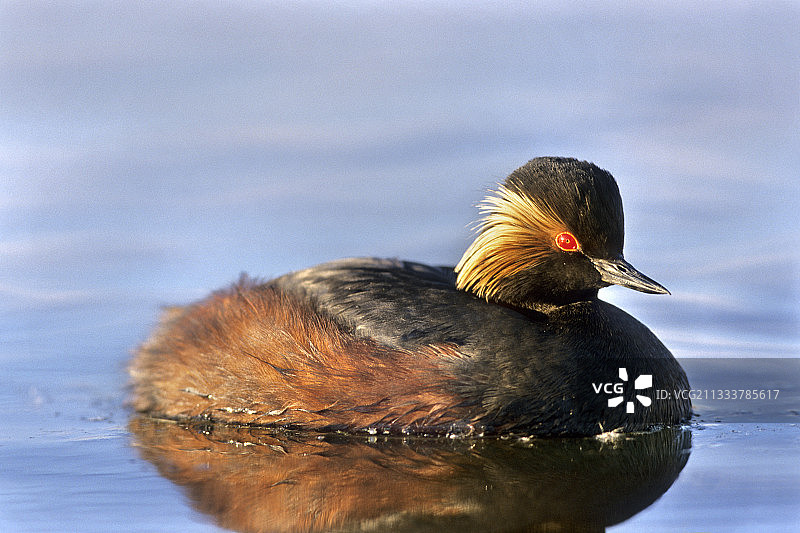 春天出现秋天消失的金色羽毛脸颊装饰图片素材