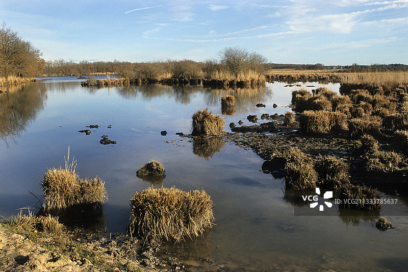 法国布雷讷地区自然公园的黑颈䴙䴘栖息地图片素材