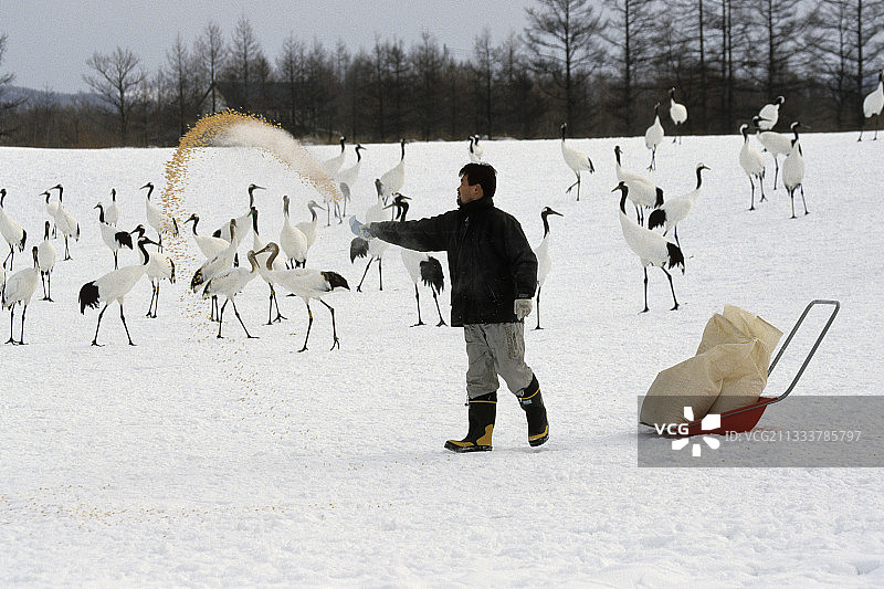 丹顶鹤觅食（日本阿寒湖）图片素材
