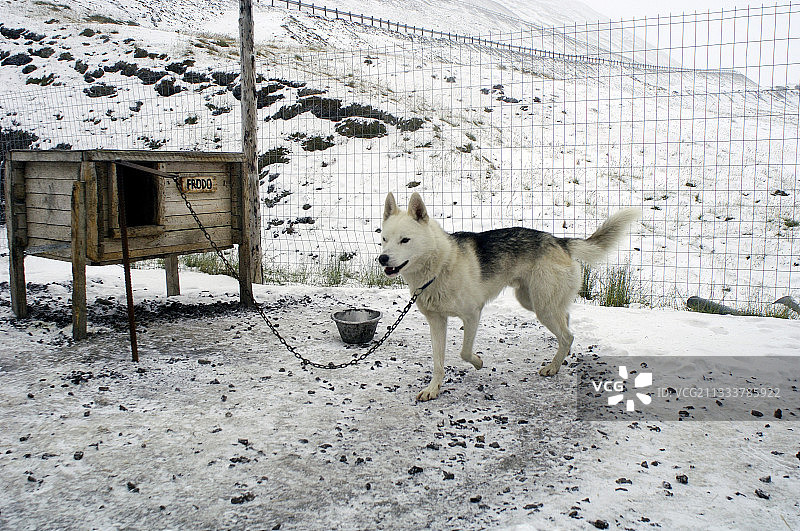 九月，斯匹次卑尔根犬舍中的阿拉斯加哈士奇图片素材