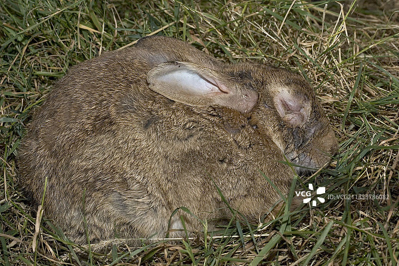 患粘液瘤的兔子睡在稻草上图片素材