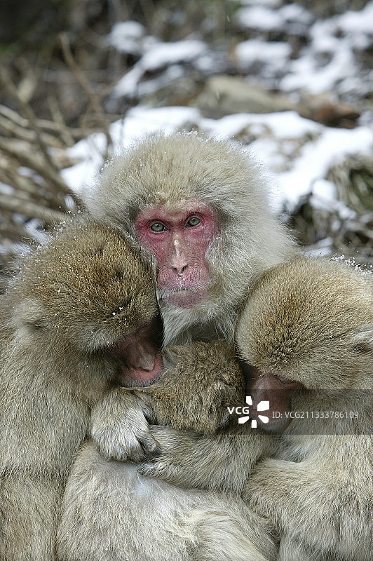 日本猕猴的默契与温柔图片素材
