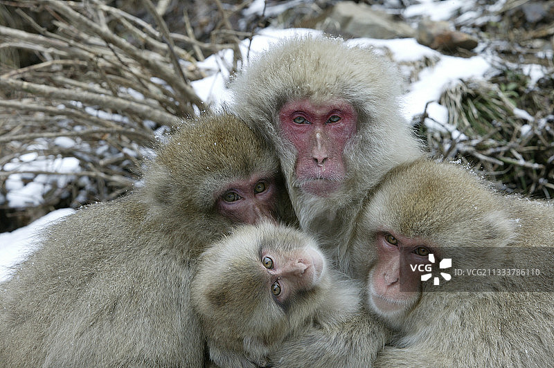 日本猕猴的默契与温柔图片素材